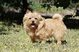 NORWICH TERRIER 044